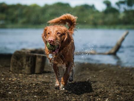 Nasser Hund? Hilfe mein Hund stinkt, was tun gegen Hundegeruch